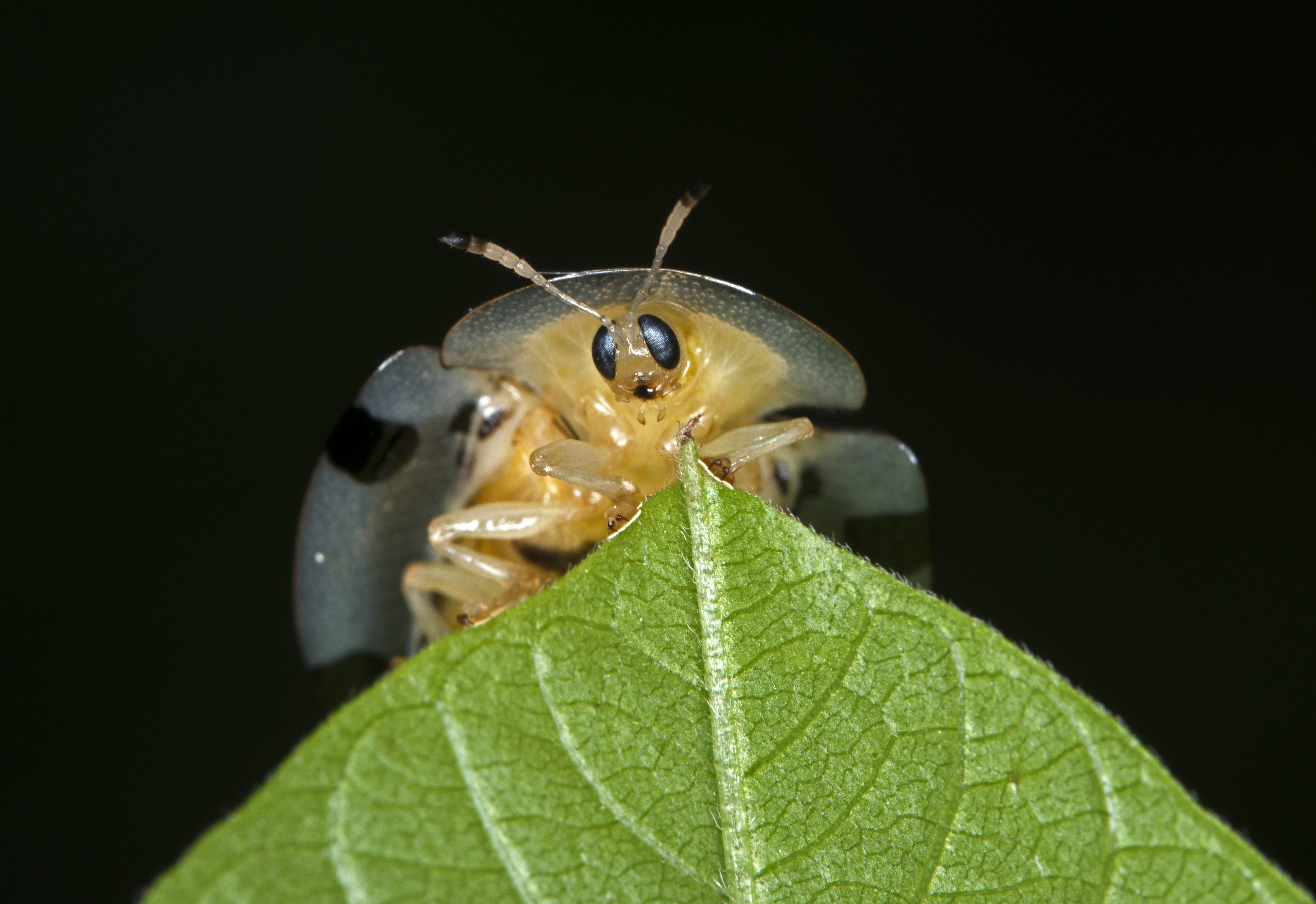 Image of distinction Tortoise Shell Beetle