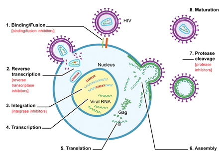 HIV life cycle