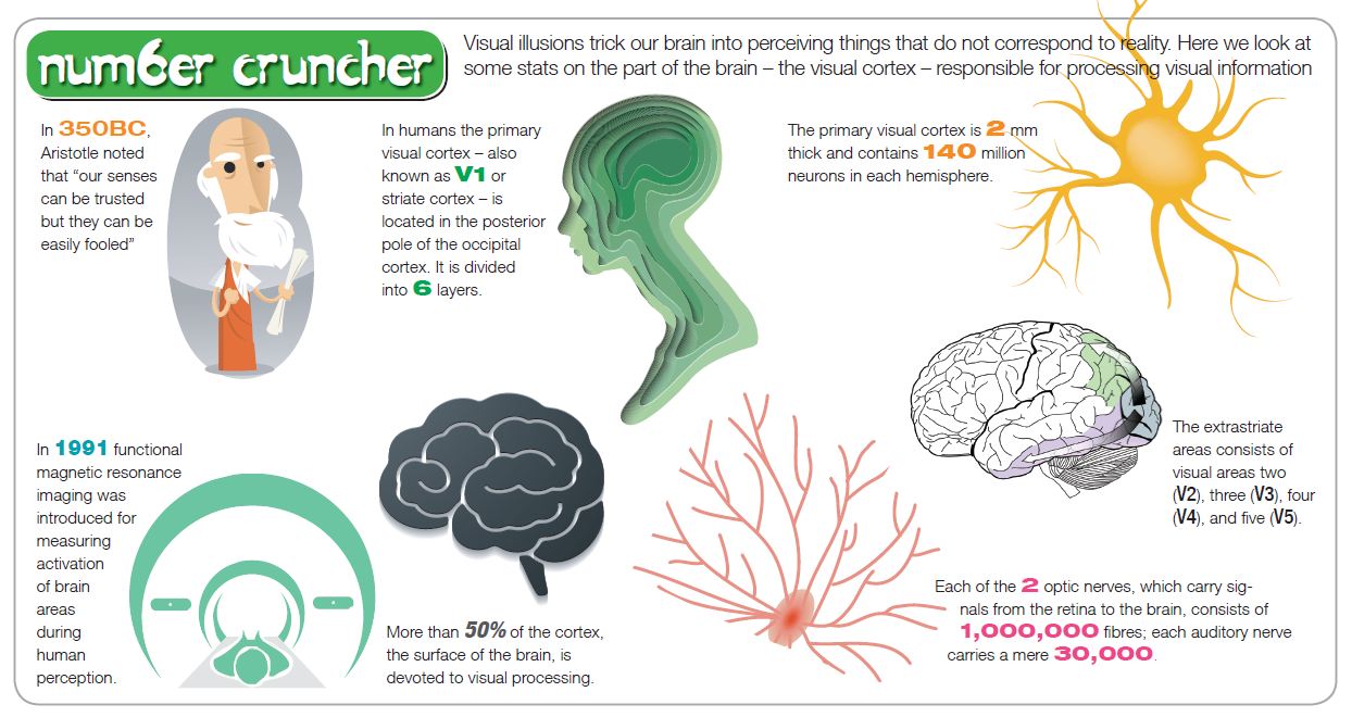 Here We Look At Some Stats On The Visual Cortex Laboratory News