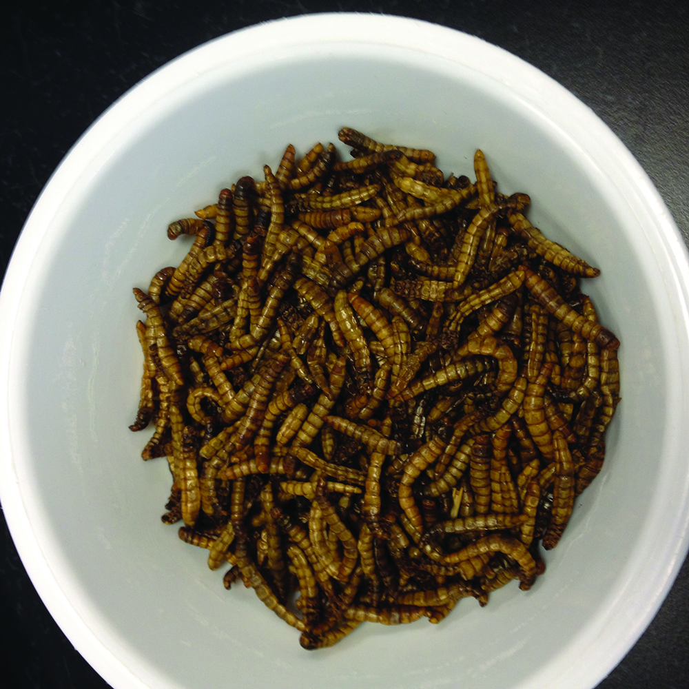 Mealworms