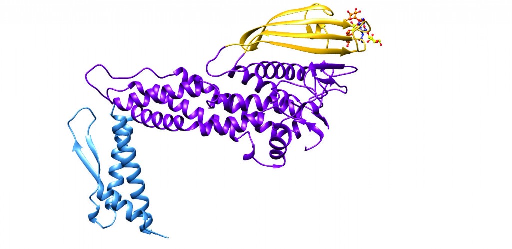 Figure 1: Ribbon diagram of the three-dimensional structure of the extracellular domain of the H. pylori adhesin BabA obtained through X-ray crystallography6. Three major regions can be recognised, the handle (blue), the head (violet) and the crown (gold). Located near the tip of the (golf putter-shaped) adhesin, is the shallow site responsible for binding of Lewisb. 