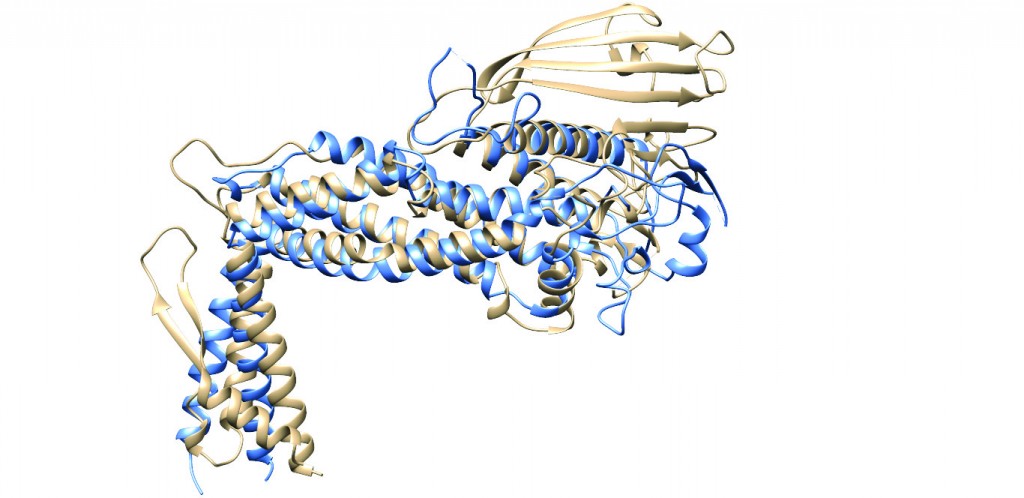 Figure 2: Ribbon diagrams representing the superimposed structures of the extracellular regions of BabA (tan)6 and SabA (blue)7, showing the similarity in the general fold between the two H. pylori adhesins. This finding was quite unexpected due to the low level of sequence identity (26%) between the extracellular regions of the two proteins at the amino acid level. Note the same marked kinked angle between the handle and the head region, and the lack of a crown region in SabA. 