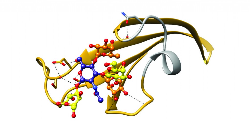 Figure 3: Ribbon diagram of the BabA crown region complexed with its physiological ligand Lewisb. Hydrogen bonds responsible for binding are depicted using black dashed lines. The short stretch corresponding to the hypervariable crown loop is shown in grey. This region is highly variable between strains and contains only one of the eight amino acids identified to mediate Lewisb binding in BabA J99 (N206, shown near the top of the HCL)6.