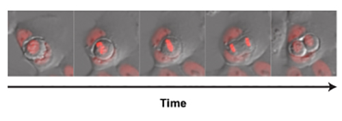 Figure 4: Timelapse stills showing inner cell division within the entotic host vacuole. Cells were visualised using DIC, with nuceli marked by mCherry-H2B.