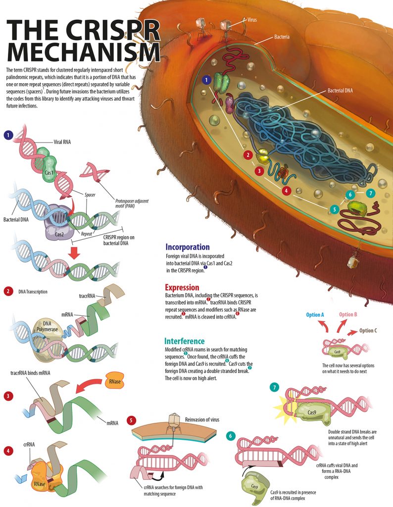 Figure 2. An explanation of the CRISPR/Cas mechanism.