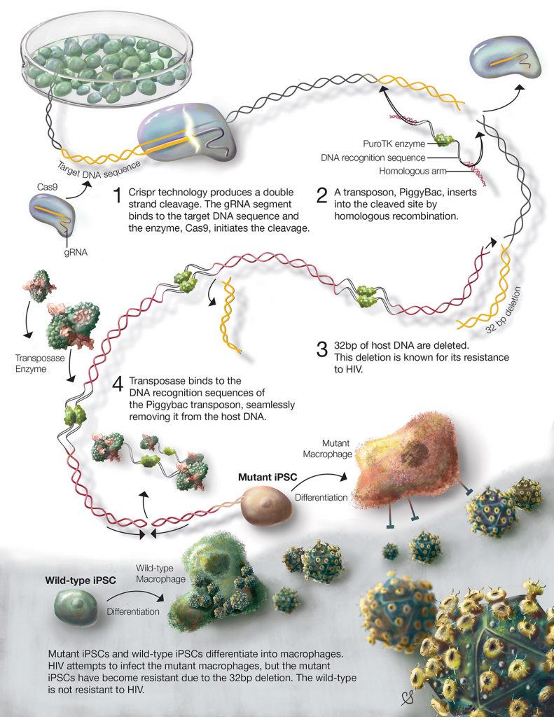 Figure 3. The process of modifying stem cells using CRISPR/Cas to induce HIV-1 resistance. bp indicated base pairs (fundamental DNA units)