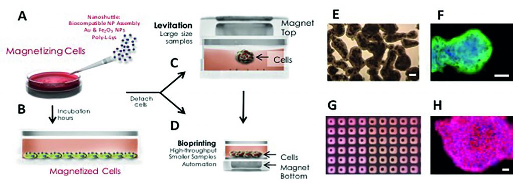 Magnetic 3D cell culturing. (A) Nanoshuttle is disbursed over the cells, (B) which are then incubated for several hours. Cells are detached and transferred to a new tissue culture plate and then (C) cultured in 3D by magnetic levitation or (D) magnetically 3D bioprinted. (C, E, F) For 3D-cell culturing by magnetic levitation, the drive is placed on top of the tissue culture dish, and cells are magnetically lifted off the bottom. (D, G, H) For magnetic 3D bioprinting, a patterned magnetic drive is placed at the bottom of a cell-repellent tissue-culture plate. Cells rapidly assemble (minutes) into a shape mirroring the shape of the magnets, typically arrays of rings or a dots. Cell-repellent tissue-culture plate is required to prevent cells from adhering and growing as a monolayer in 2D. (E) Bright-field micrograph of levitating human primary fibroblasts after 12 hours of levitation. (F) Magnetically levitated 3D culture of human primary bronchial epithelial cells levitated for 48 hours, with immunohistochemical staining for E-Cadherin (green; nuclei were counterstained with DAPI, blue). (G) Photograph of bioprinted spheroids in 384-well plate. (H) Immunohistochemical staining of a magnetically bioprinted spheroid of mouse 3T3 fibroblasts for fibronectin (red; nuclei were counterstained with DAPI, blue). All scale bars are 50 ?m.