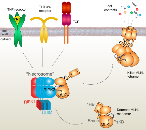 The necrosome and the killer zombie proteins | Laboratory News