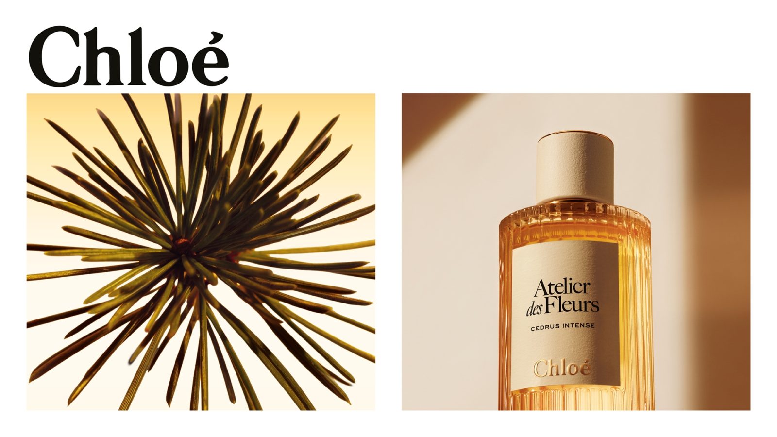 Coty introduces Chloé Atelier des Fleurs Cedrus Intense in travel